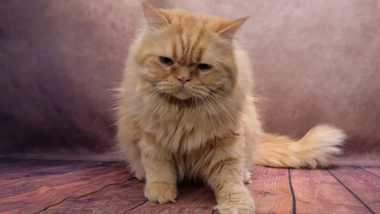 Domestic Longhair Cat photo