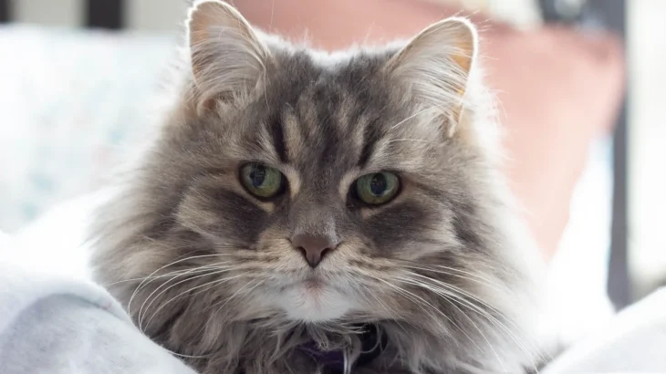 Domestic Longhair Cat photo