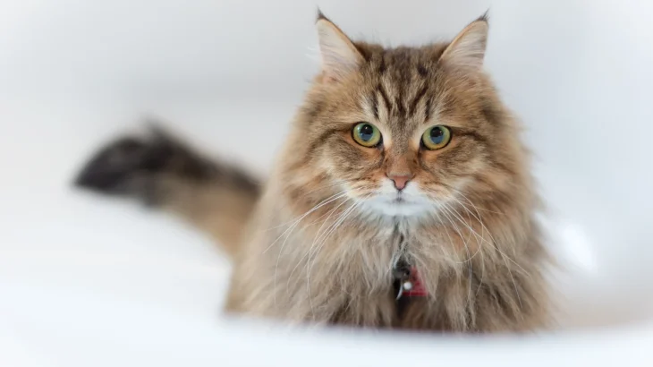 Domestic Longhair Cat photo
