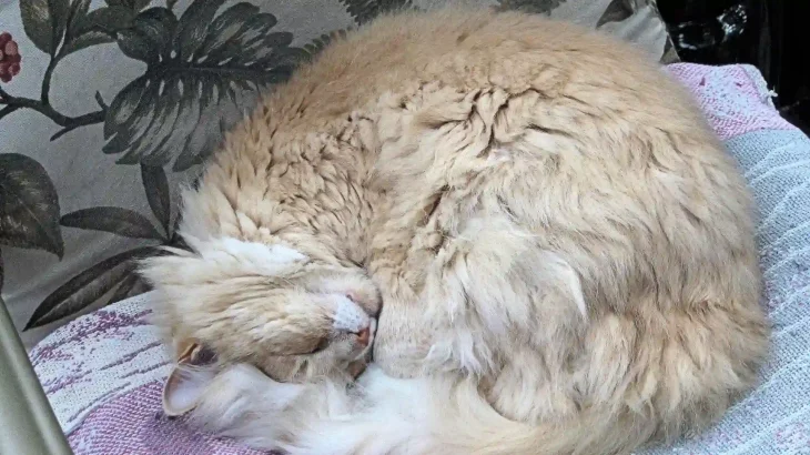 Domestic Longhair Cat photo