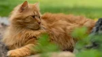 Domestic Longhair Cat photo