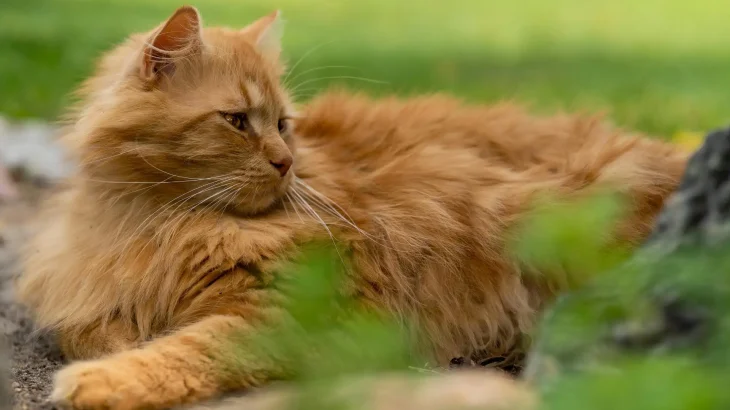 Domestic Longhair Cat photo