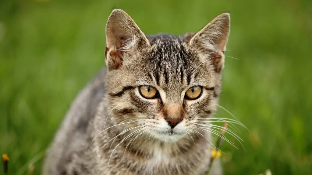 Domestic Shorthair Cat photo