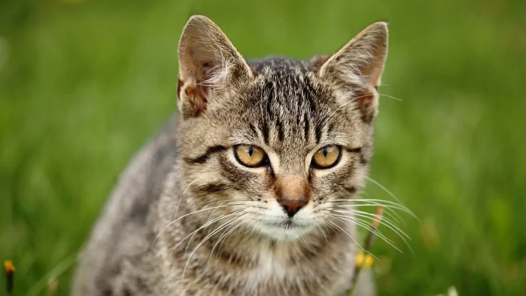 Domestic Shorthair Cat photo