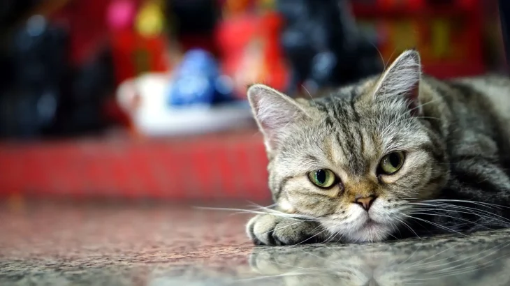 Domestic Shorthair Cat photo