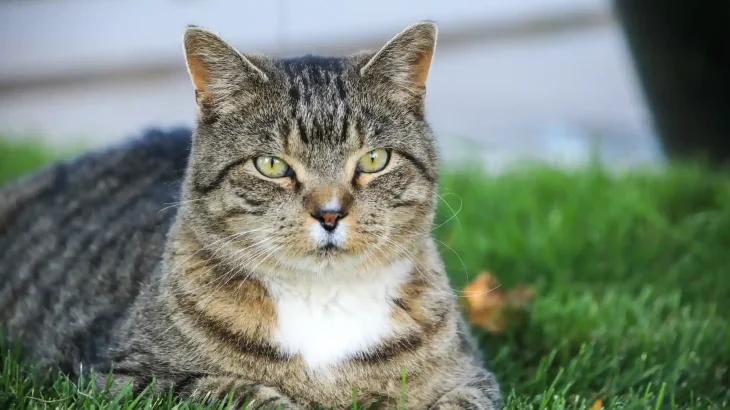 Domestic Shorthair Cat photo