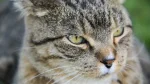 Domestic Shorthair Cat photo