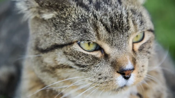 Domestic Shorthair Cat photo