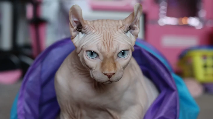 Don Sphynx Cat photo