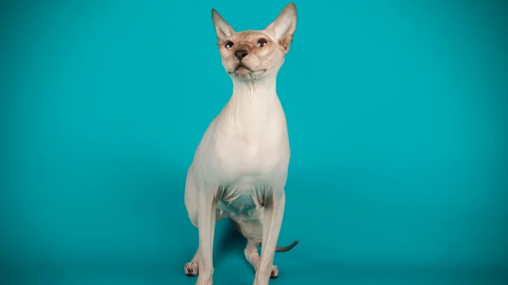 Don Sphynx Cat photo