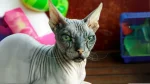 Don Sphynx Cat photo