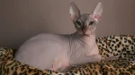 Don Sphynx Cat photo