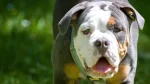 Dorset Olde Tyme Bulldogge Dog photo