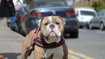 Dorset Olde Tyme Bulldogge Dog photo