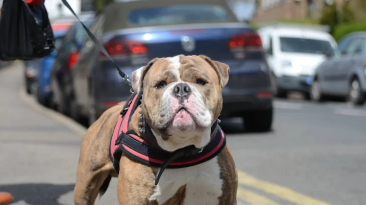 Dorset Olde Tyme Bulldogge Dog photo