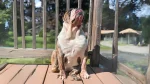 Dorset Olde Tyme Bulldogge Dog photo
