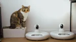 Dragon Li Cat photo
