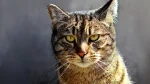 Dragon Li Cat photo