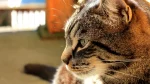 Dragon Li Cat photo