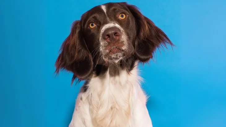 Drentsche Patrijshond Dog photo