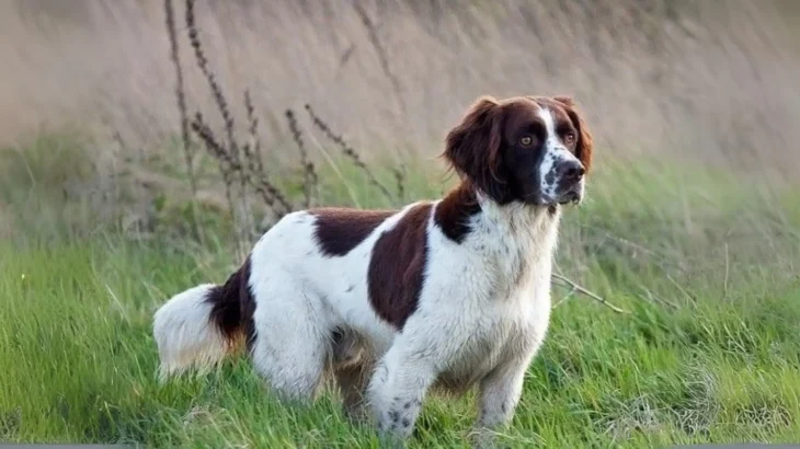 Drentsche Patrijshond Dog photo