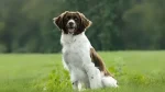 Drentsche Patrijshond Dog photo
