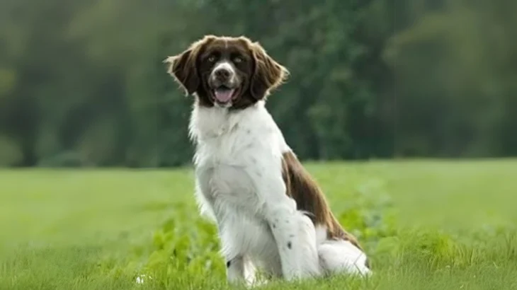 Drentsche Patrijshond Dog photo