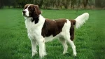 Drentsche Patrijshond Dog photo