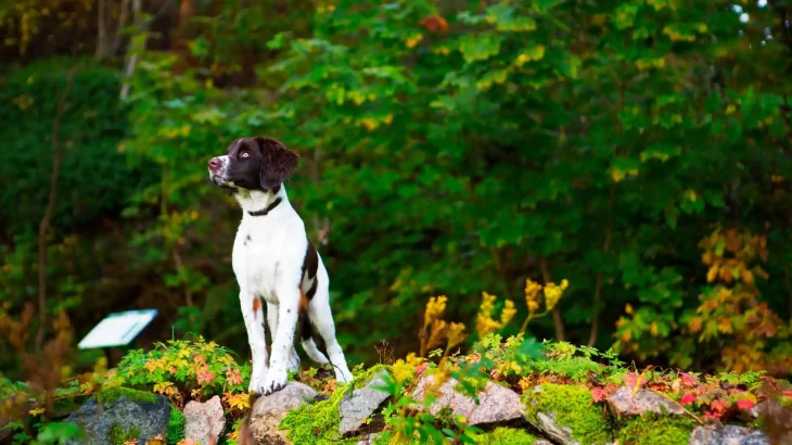 Drentsche Patrijshond Dog photo