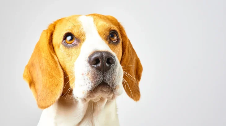 Drever Dog photo