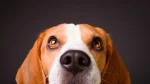 Drever Dog photo