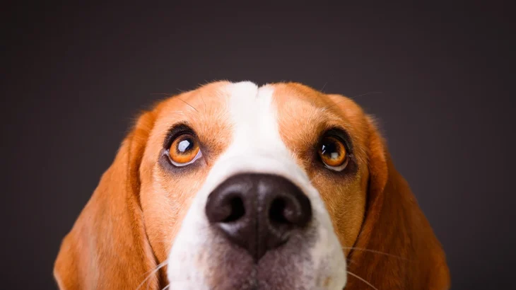 Drever Dog photo