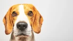Drever Dog photo