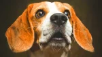Drever Dog photo