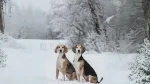 Dunker Dog photo