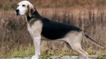 Dunker Dog photo