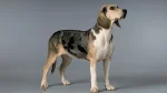 Dunker Dog photo