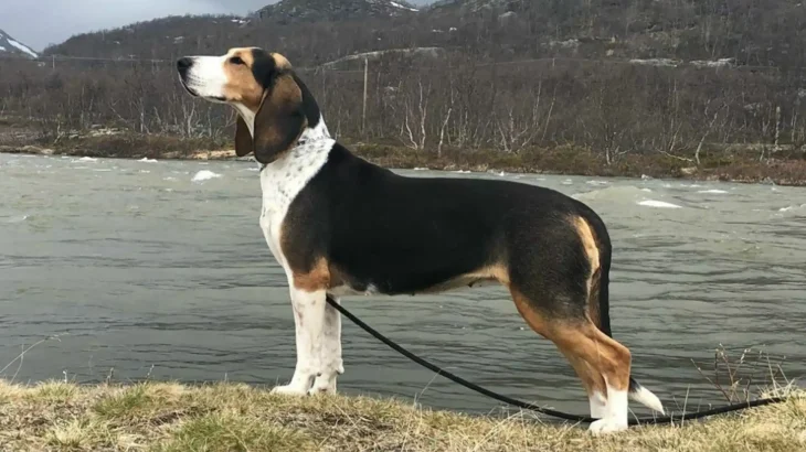 Dunker Dog photo