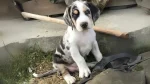 Dunker Dog photo