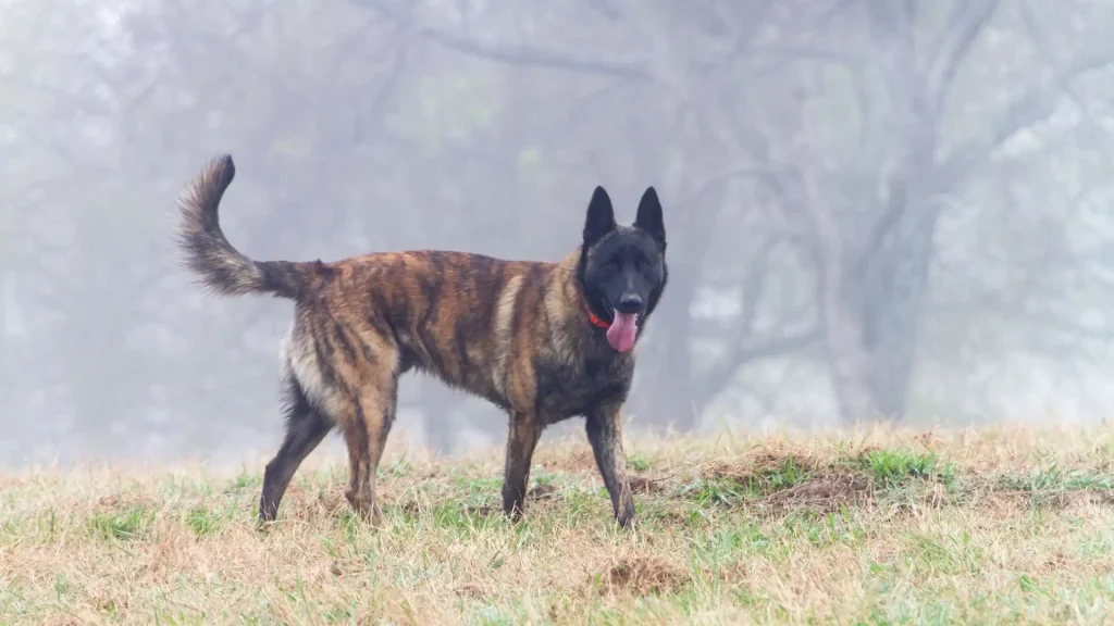 Dutch Shepherd Dog Dog photo