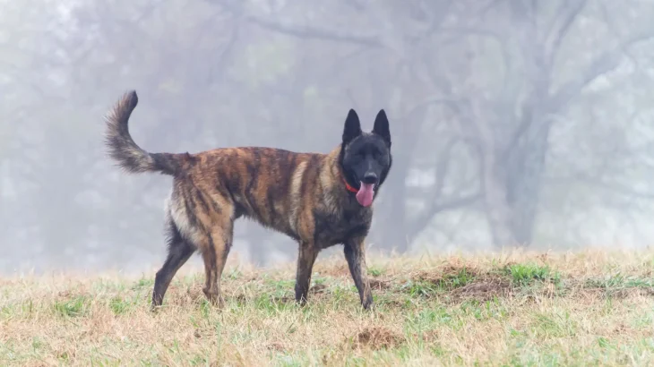 Dutch Shepherd Dog Dog photo