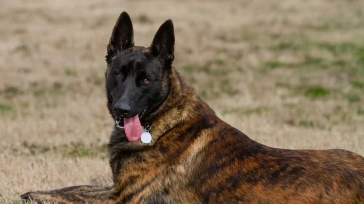 Dutch Shepherd Dog Dog photo