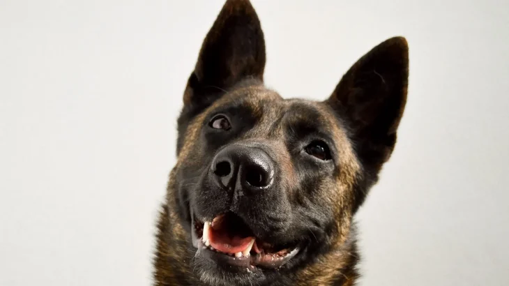 Dutch Shepherd Dog Dog photo