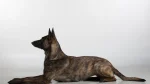 Dutch Shepherd Dog Dog photo