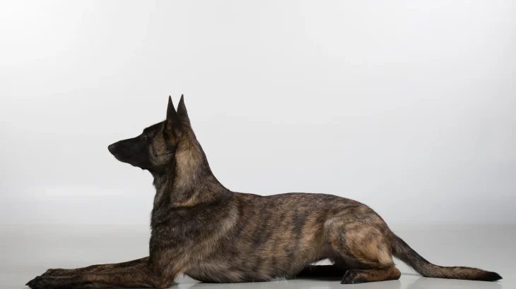 Dutch Shepherd Dog Dog photo