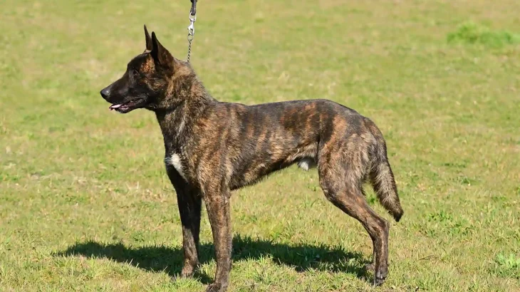 Dutch Shepherd Dog Dog photo