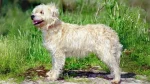 Dutch Smoushond Dog photo