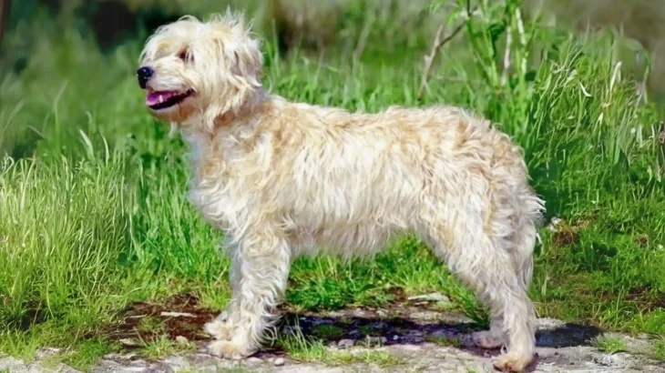 Dutch Smoushond Dog photo
