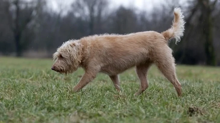 Dutch Smoushond Dog photo