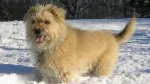 Dutch Smoushond Dog photo